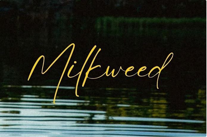 Milkweed